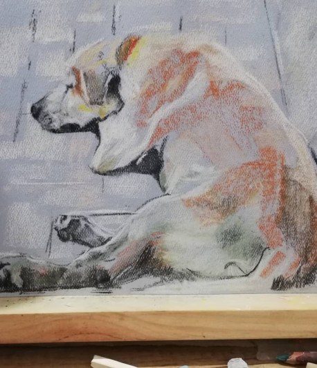 Perro en reposo
